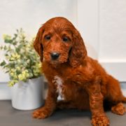 Aussiedoodle, Bernedoodle, Goldendoodle, and Irish Doodle Puppies from Sun Valley Goldendoodles
