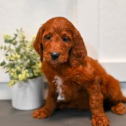 Aussiedoodle, Bernedoodle, Goldendoodle, and Irish Doodle Puppies from Sun Valley Goldendoodles