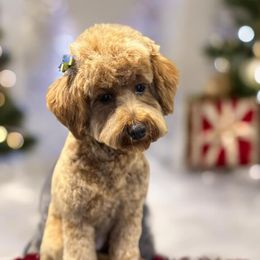 Goldendoodles from Brank N Doodle