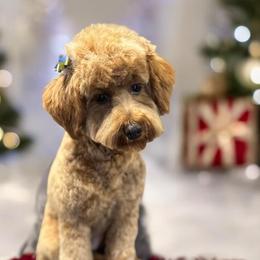 Goldendoodles from Brank N Doodle