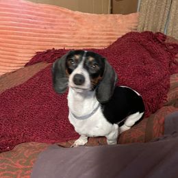 Kasha - Dachshund