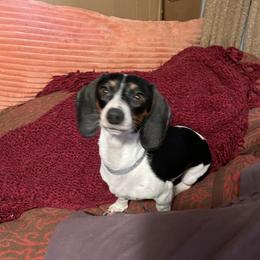 Kasha - Dachshund