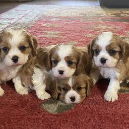 Joey - Blenheim male Cavalier King Charles Spaniel puppy in Anderson, California from Norcal Cavaliers of Northern California