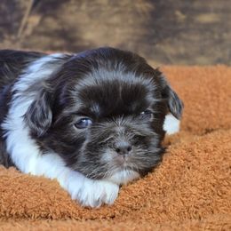 Ranger - Liver and white male Shih Tzu puppy in Mountain Grove, Missouri from Precious Puppies