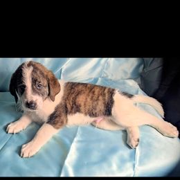 Barry - Merle male Double Doodle puppy in Rockville, Missouri from Parker's Alpine Sheepadoodles