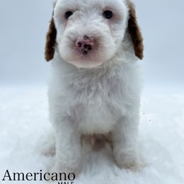 Americano - Parti male Goldendoodle puppy in Sunman, Indiana from Brunsman Country Doodles LLC