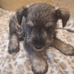 Ruger - Salt and pepper male Miniature Schnauzer puppy in Warrenville, South Carolina from All Paws Pet Resort