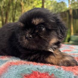 Boy 4 - male Shih Tzu puppy in Mobile, Alabama from FluffyTail Shih Tzu