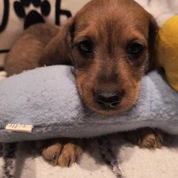 Dachshund Puppies from Darling Dachshunds