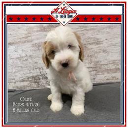 Olive - Parti female Goldendoodle puppy in North Conway, New Hampshire from Arbor Grace Doodles