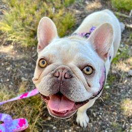 French Bulldogs from Santa Cruz French Bulldogs