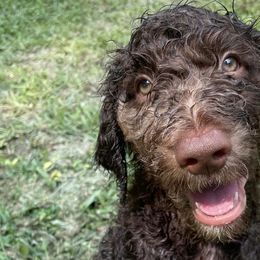 Goldendoodles and Labradoodles from Doodling Around