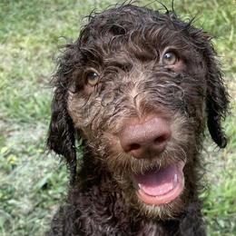 Goldendoodles and Labradoodles from Doodling Around