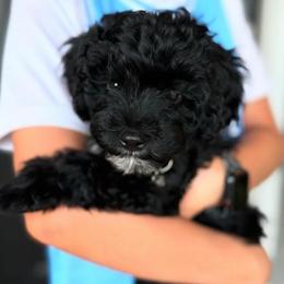 Cavapoo, Cockapoo, Goldendoodle, and Maltipoo Puppies from Perdue Puppies