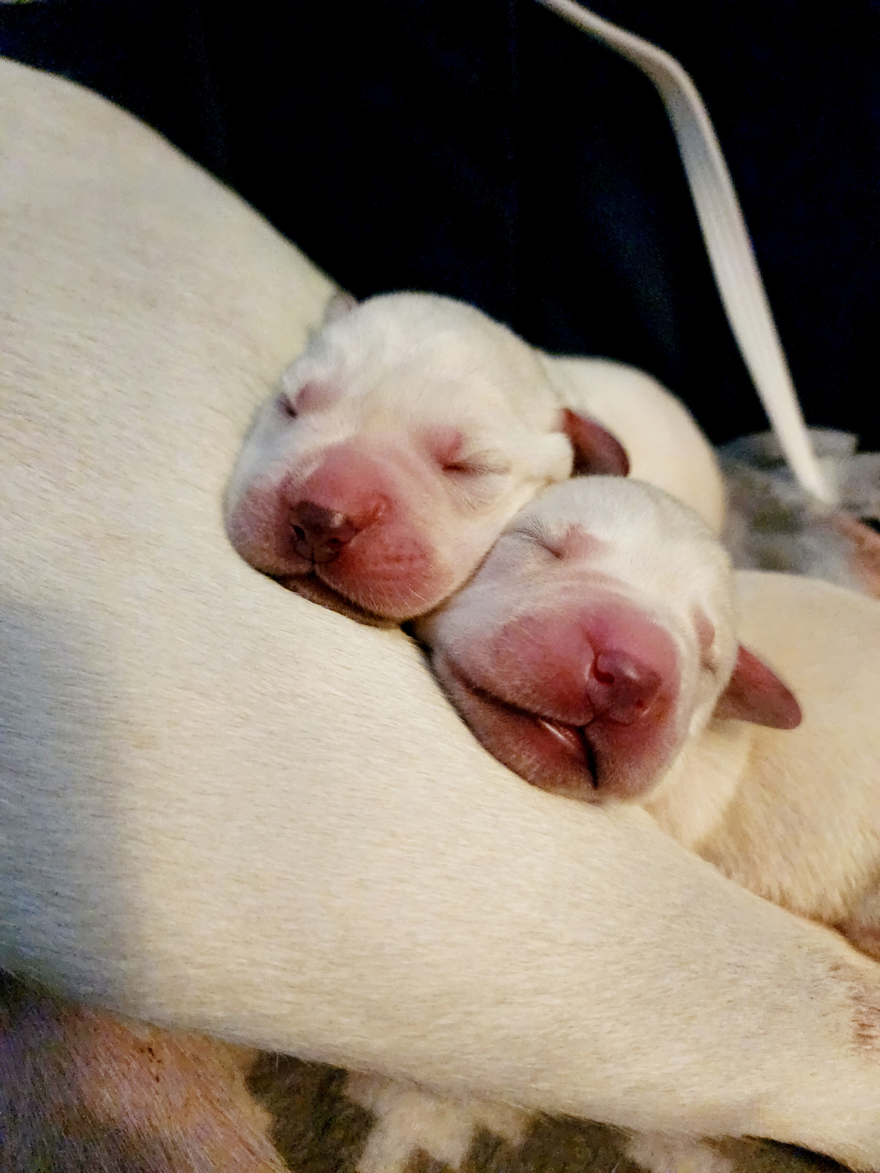 Labrador Retrievers from Leanna's Labradors