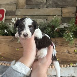 Patch - Chocolate male Havanese puppy in Reese, Michigan from Windy Hill Havanese