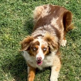 Jada - Toy Australian Shepherd
