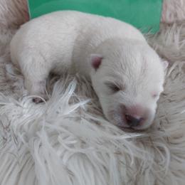 Green Boy - White male West Highland White Terrier puppy in Macy, Indiana from Country Grove Breeding LLC