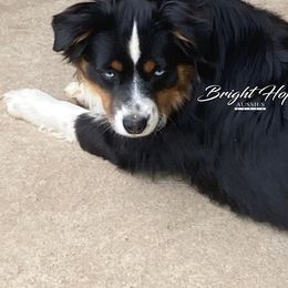Candle - Miniature American Shepherd