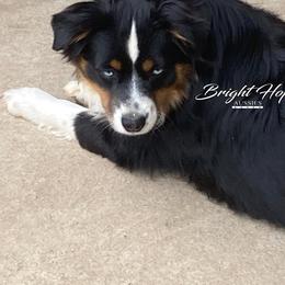 Candle - Miniature American Shepherd