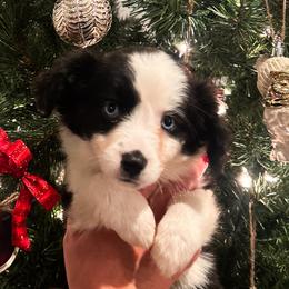 Black and white 2 - Black & white male Miniature Australian Shepherd puppy in New Bern, North Carolina from KD Miniature Aussies