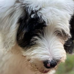 Yellow - Sheepadoodle puppy from CelticDoods