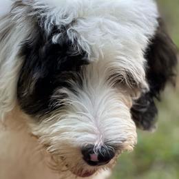 Yellow - Sheepadoodle puppy from CelticDoods