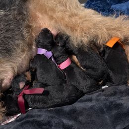 Red - Black and tan male Airedale Terrier puppy in Akron, Ohio from Green Family Companion Kennel, LLC