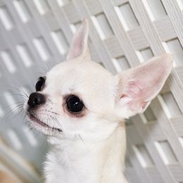Bliss - Chihuahua