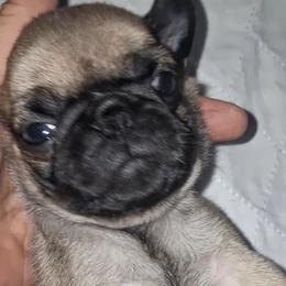 Boy 1 - Fawn male Pug puppy in Gadsden, Alabama from Carla's Pugs