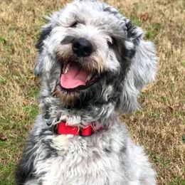 Aussiedoodles from Willow's Creek Poodles and Doodles