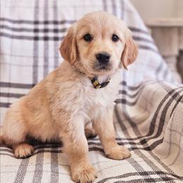 Yellow Collar - Golden male Golden Retriever puppy in Coarsegold, California from Sierra Hills Retrievers