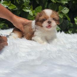 Boy1 - Red and white male Shih Tzu puppy in Covina, California from Shih_doodle_Co