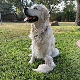 Golden Retrievers from Brightest Days