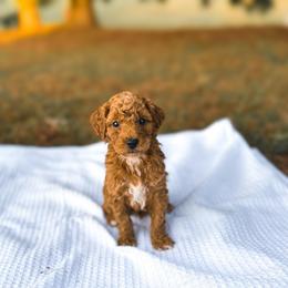 Barley - Red  male Goldendoodle puppy in Russell Springs, Kentucky from Milk & Honey Doodles