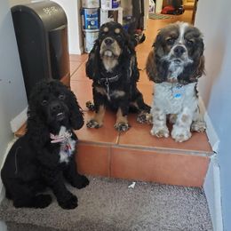Cocker Spaniels from Middernaught