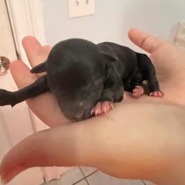 Ella Langley - Black female Havanese puppy in Cadwell, Georgia from Hashtag Havenese