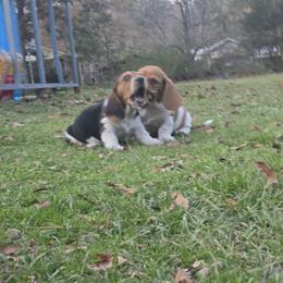 Basset Hound Puppies from Walkers Catuna Bassett Hounds