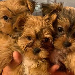 Maltese and Yorkshire Terriers from S & P Farms