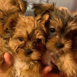 Maltese and Yorkshire Terriers from S & P Farms