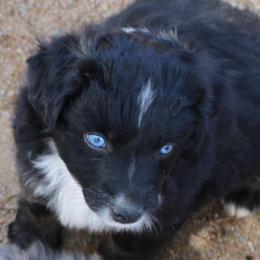 Xiomar - Black tri-color male Australian Shepherd puppy in Phoenix, Arizona from Rockin' Diamond T Ranch Australian Shepherds