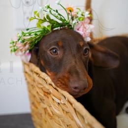 Coffee Crisp - Chocolate and tan female Dachshund puppy in Temecula, California from Naomi Magee's Dachshund Kennel