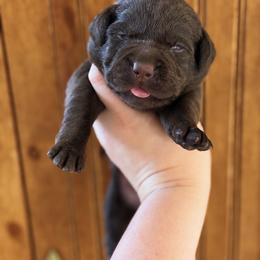 Rubble - Chocolate male Labrador Retriever puppy in Tomahawk, Wisconsin from Mahner Labs
