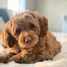 Toby - Red  male Goldendoodle puppy in Heber Springs, Arkansas from H&L GoldenDoodles
