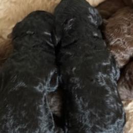 Boy 1 - Poodle puppy from Poetry Poodles