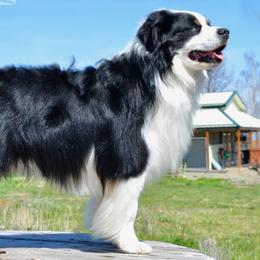 Porter - Miniature American Shepherd