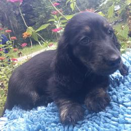 Boy 1 - Cream male Dachshund puppy in Summerfield, Florida from D & B Ranchette
