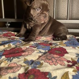French Bulldog Puppies from Elkins Kennel