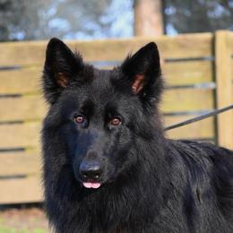 Bonnie - German Shepherd