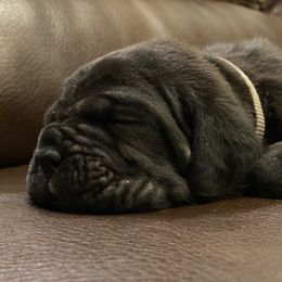 Neapolitan Mastiff Puppies from Battle Born Neos